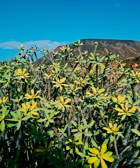 surf-fuerteventura-26.webp